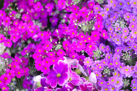 Primrose