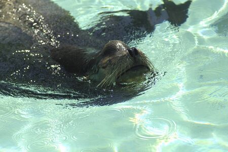 sea lions swim