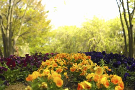 Pansyの写真素材