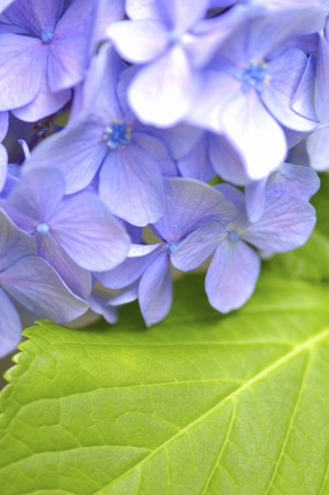 Hydrangea flowersの写真素材