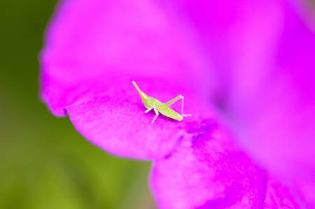 Small grasshopper on the red petalsの写真素材