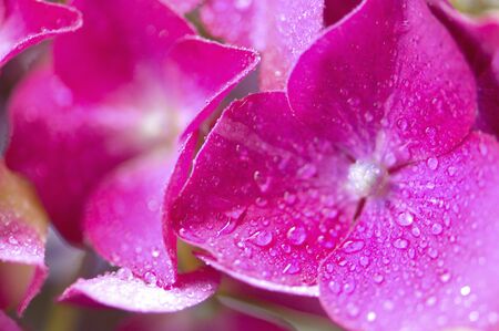 Hydrangea