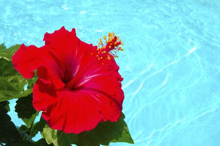 Water and hibiscusの写真素材