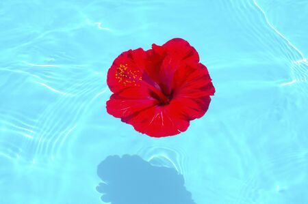 Hibiscus floating on the surface of the waterの写真素材