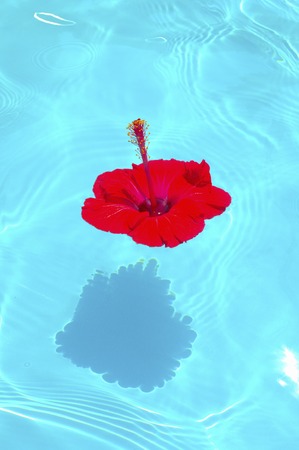 Hibiscus floating on the surface of the waterの写真素材