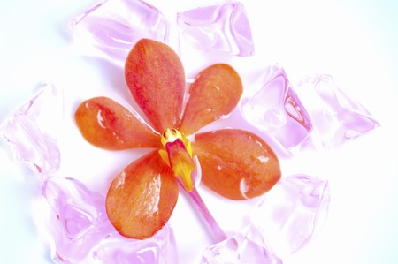 MOKARA flowersの写真素材