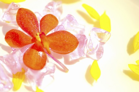 MOKARA and sunflower petalsの写真素材