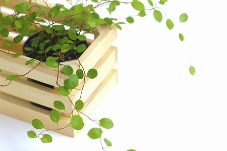 Foliage plantsの写真素材