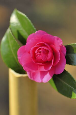 Camellia sasanqua flowerの写真素材