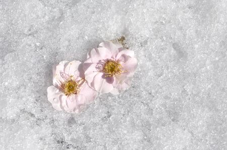 Petal of the plum in the snowの写真素材