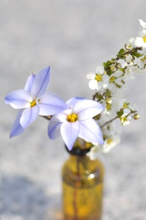 Spiraea and leek flowers go to a small bottleの写真素材