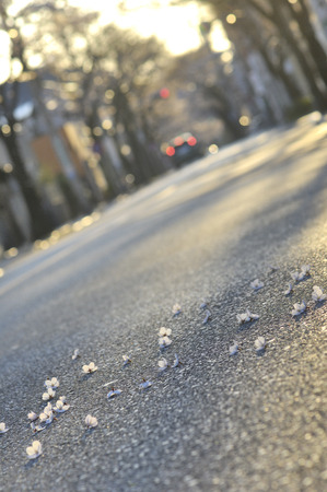 Petals of cherry tree that fell on the roadの写真素材