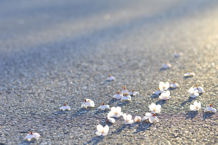 Petals of cherry tree that fell on the roadの写真素材