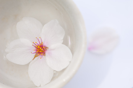 Sakura petalsの写真素材