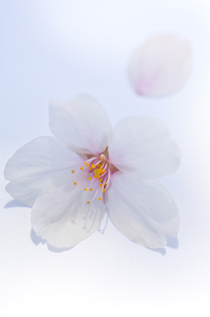 Sakura petalsの写真素材