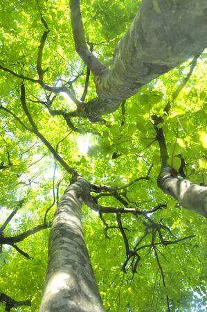 Fresh green trees