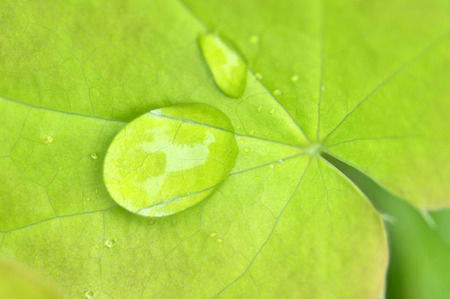 Water drops on leaves