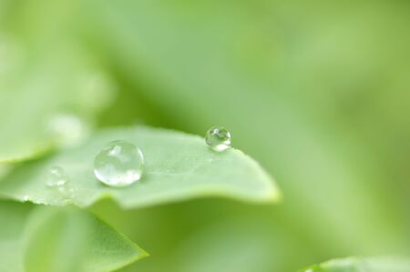Water drops on leaves