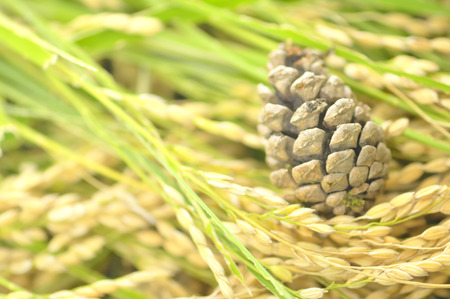 Rice and pine conesの写真素材