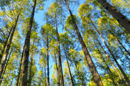 Tree of Metasekoiyaの写真素材