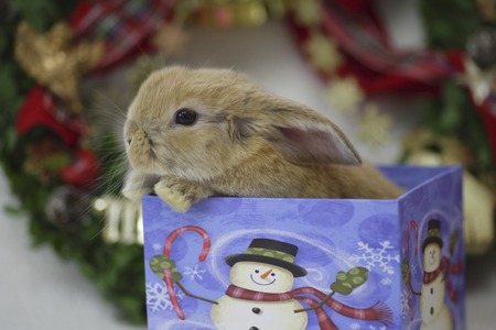 Bunny Christmasの写真素材