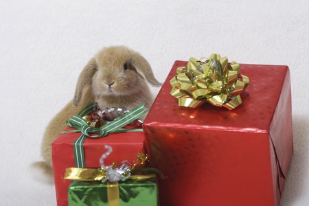 Bunny Christmasの写真素材