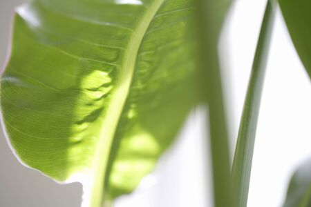 Houseplants Green
