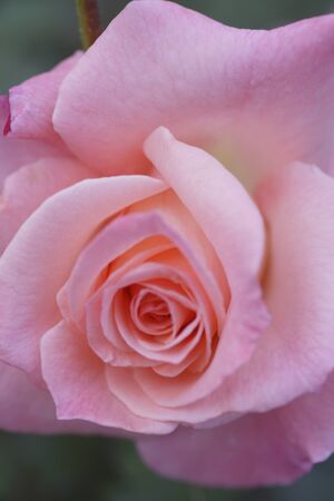 Pink rose flowerの写真素材