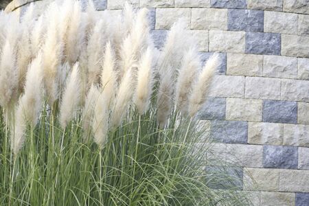 Metasequoiaの写真素材