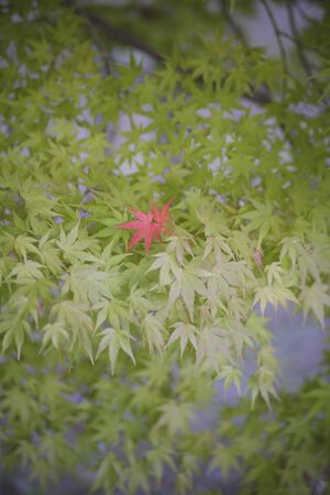 Autumn leaves in fall colorsの写真素材