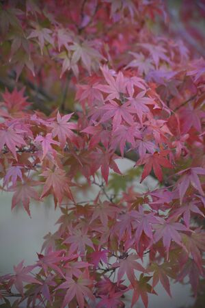 Autumn leaves in fall colorsの写真素材