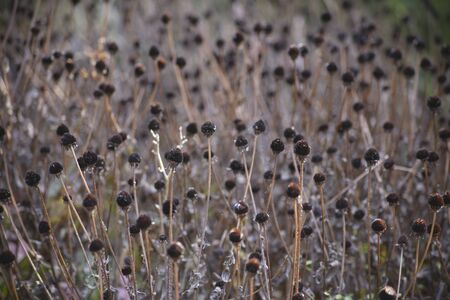 Rudobekia who scattered flowersの写真素材