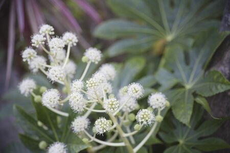 Fatsia white flowerの写真素材
