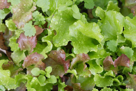 Kitchen garden lettuce