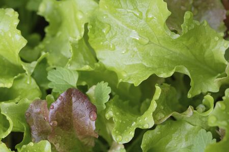 Kitchen garden lettuceの写真素材