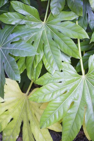 Leaves of fatsiaの写真素材