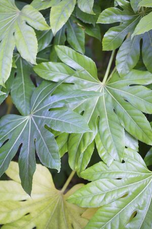 Leaves of fatsia