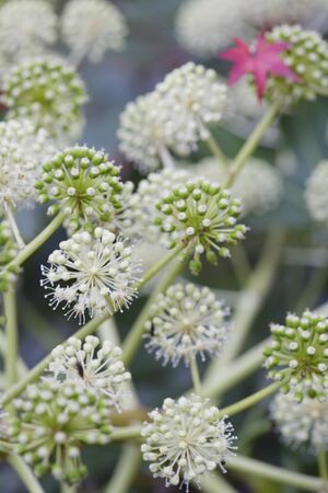 The autumn leaves on top of the fatsia flowersの写真素材