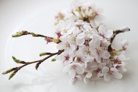 Closeup of cherry blossomsの写真素材