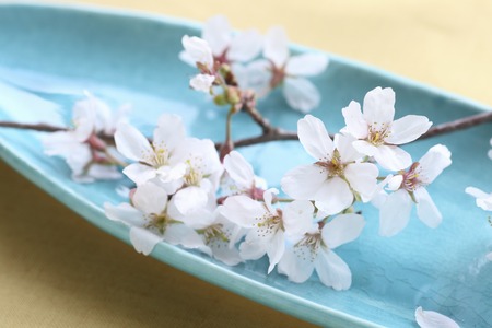 Japanese dish of lapis-lazuli color and cherry blossomsの写真素材