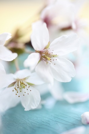 Japanese dish of lapis-lazuli color and cherry blossomsの写真素材