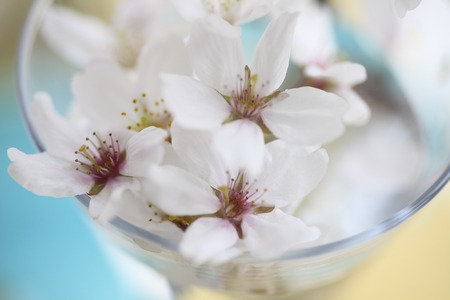 The cherry blossomsの写真素材