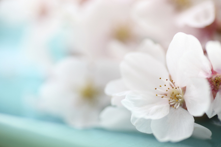 Japanese dish of lapis-lazuli color and cherry blossomsの写真素材