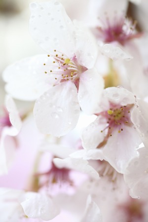 Cherry pink cloth with the backgroundの写真素材