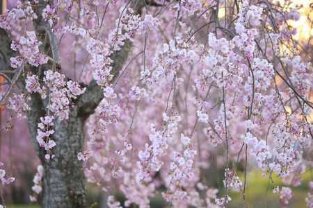 Weeping cherry tree