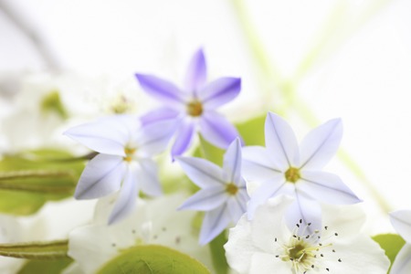 Spring purple flowers spring starflower and white pear flowersの写真素材
