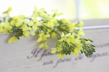 Yellow flowers and Country miscellaneous goods of broccoli