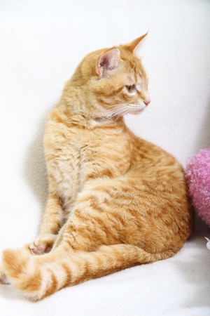 The cat to relax on the couchの写真素材