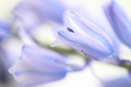 Schiller campanulataの写真素材