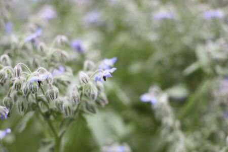 Borageの写真素材